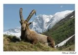 Ansichtkaart de Ibex Capra in Vanoise