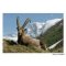 Ansichtkaart de Ibex Capra in Vanoise