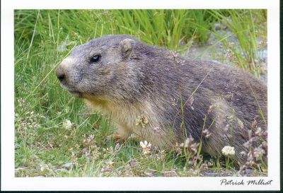 Carte postale la marmotte marmota marmota, Parc National de la Vanoise, Savoie