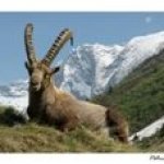 Ansichtkaart de Ibex Capra in Vanoise